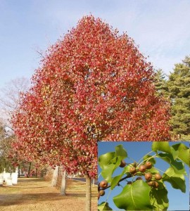 Callery Pear