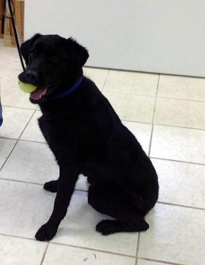 Judge is the newest member of the Dubois County Sheriff's Department.