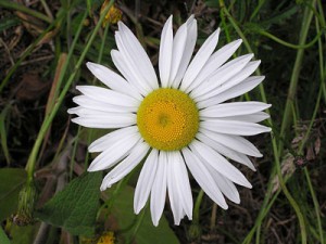 Oxeyed Daisy