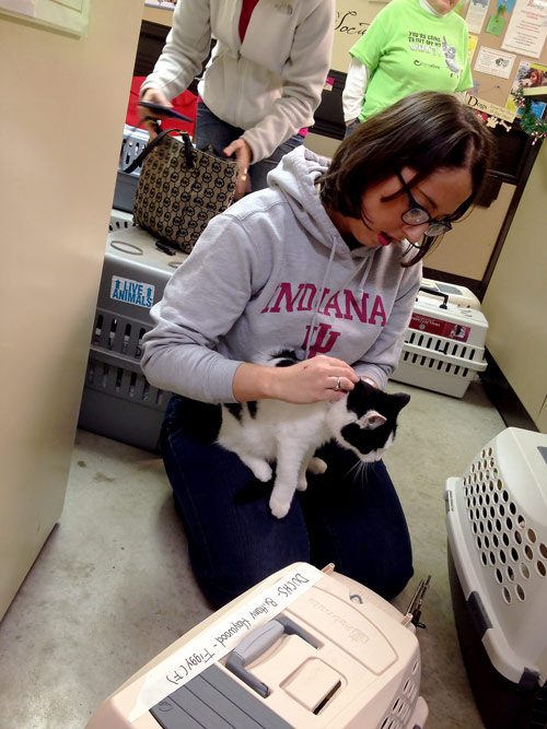 Hedinger tagged and placed Figgy in a cat carrier to be transported to Pets Alive in Bloomington. Pets Alive is a nonprofit spay and neuter clinic offer low cost services for animals.