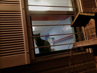 One of the ten cats in the Humane Society's cat room looked out on the early morning.