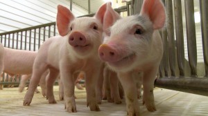 Pigs.Still002