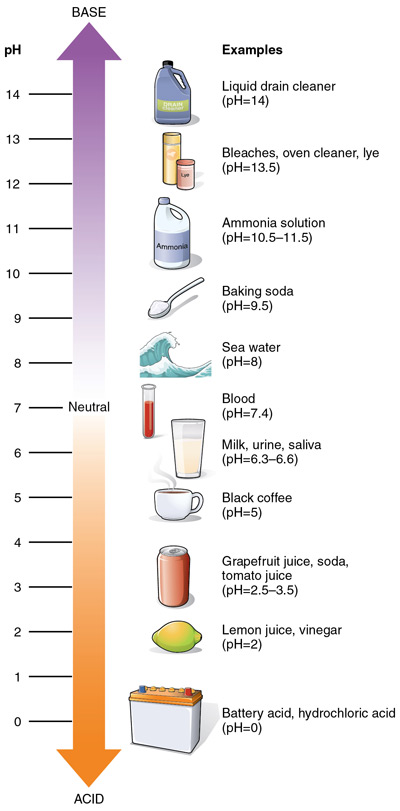 Anatomy & Physiology, Connexions Web site. http://cnx.org/content/col11496/1.6/, Jun 19, 2013