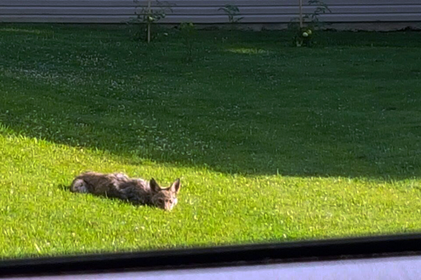 Photo taken on Thursday at a residence on 1st Avenue.