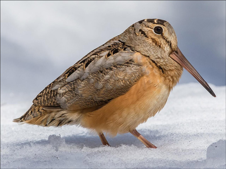 Patoka Lake Refuge hosting an evening with woodcocks