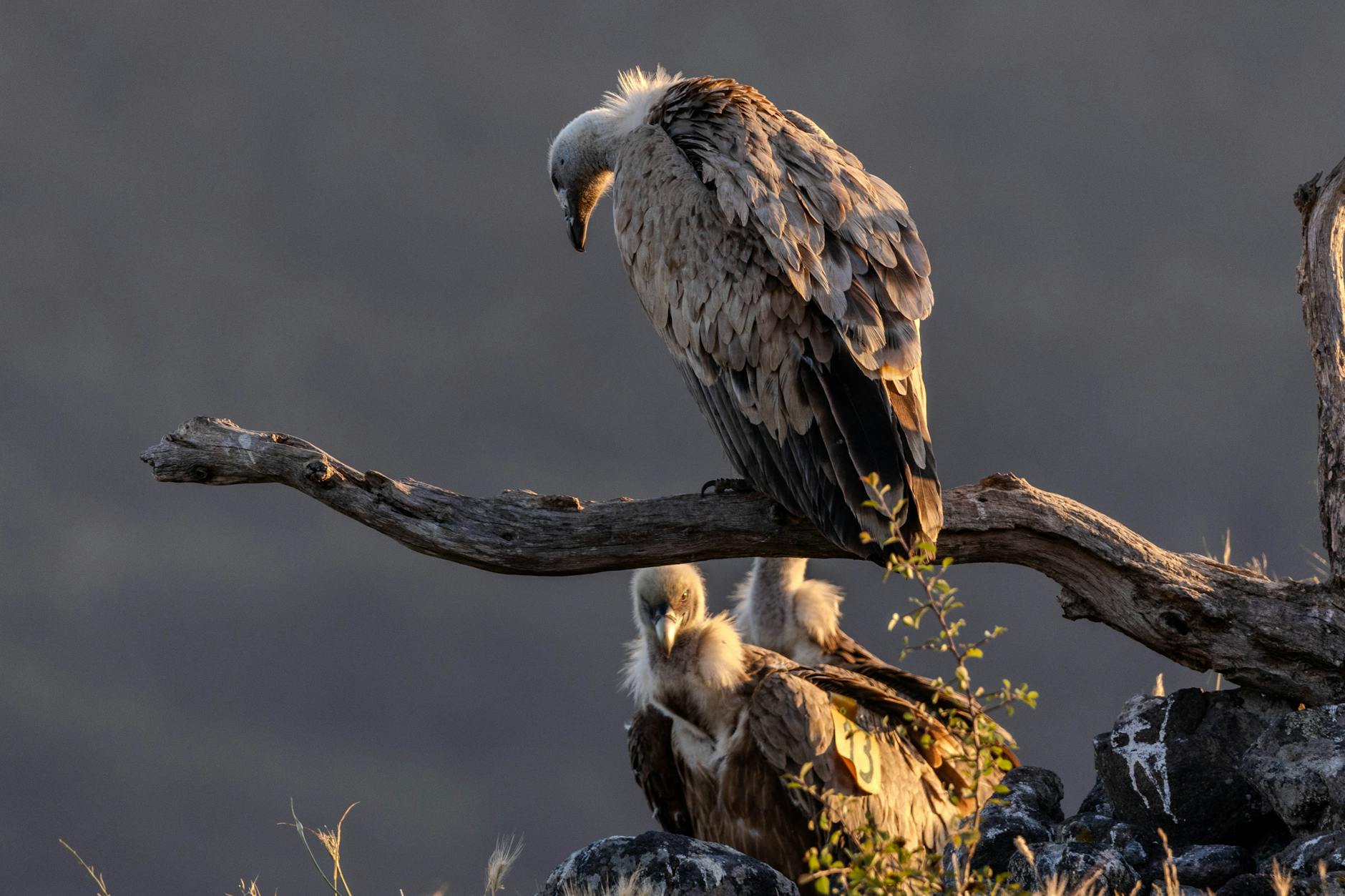 a vulture perching on a branch