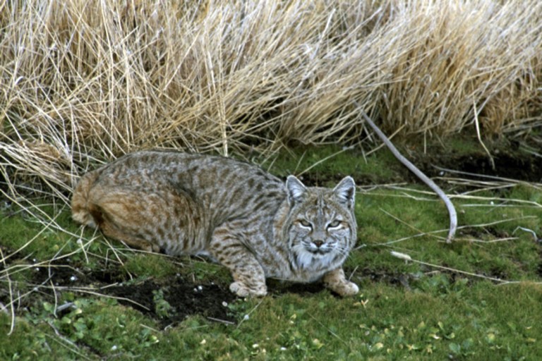 Bobcat hunting season quickly hits limit
