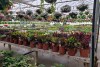 Family Roots named 2026 Proven Winners Certified Garden Center