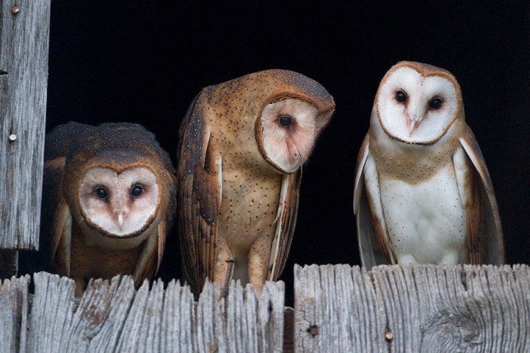 Southern Indiana landowners sought to host barn owl nest boxes