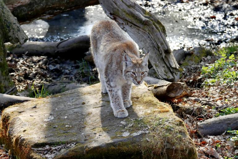 a lynx on mossy rock