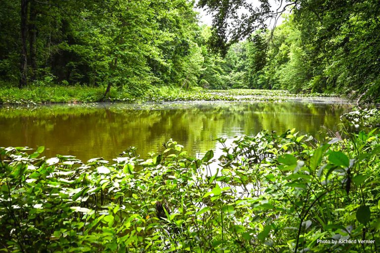 Friends of Patoka River to host bottomland forest ecology hike